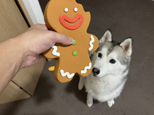 コストコのHARTZ犬用玩具アソートセット（クリスマスバージョン）を愛犬にあげてみたら