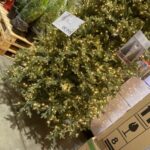 【12月最新】コストコにはまだクリスマスツリーは売っている？今なら割引セール価格で販売中！