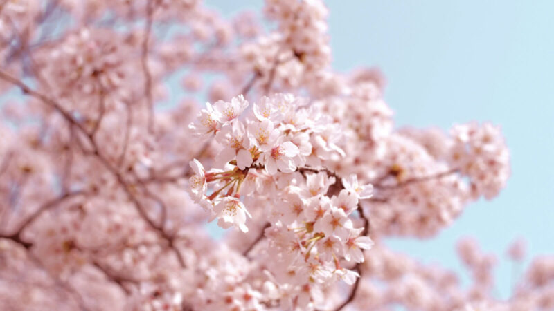 【まとめ】コストコのひな祭りにおすすめの商品10種類