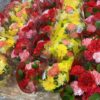 コストコのフローラルアレンジメント季節のお花のアレンジ！母の日のプレゼントに